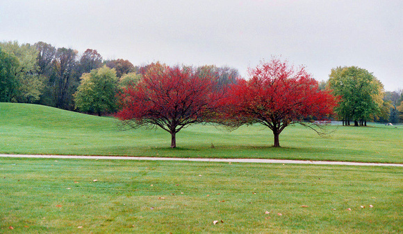 Two Red Trees